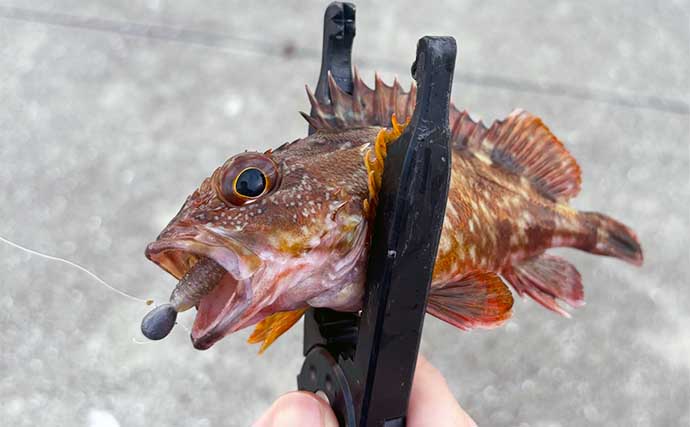 泉大津でのライトルアー釣行で47cmチヌ【大阪湾奥】夕マヅメには良型カサゴ連打