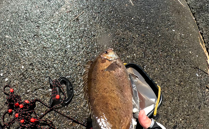 釣れた「アイゴ」の【下処理方法と美味しい食べ方】を解説　毒棘には細心のご注意を