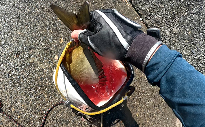 釣れた「アイゴ」の【下処理方法と美味しい食べ方】を解説　毒棘には細心のご注意を