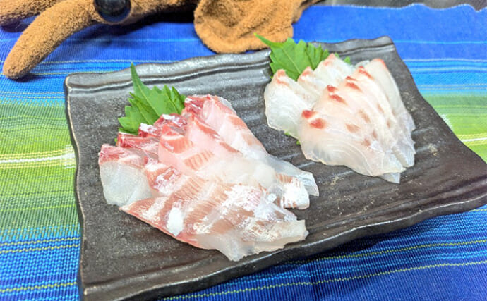 釣れた「アイゴ」の【下処理方法と美味しい食べ方】を解説　毒棘には細心のご注意を