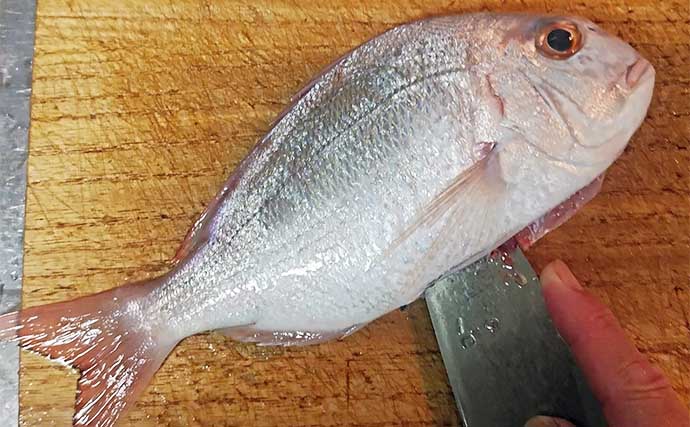 釣魚で作る「秋の味覚」レシピ：紅葉ダイの一夜干し　水分飛ばしてうま味が凝縮