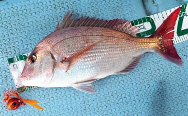 三角沖タイラバ釣行でマダイ5尾をキャッチ【熊本】ゲストのネリゴも連打