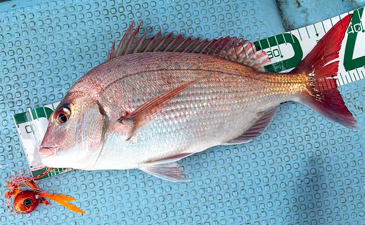 三角沖タイラバ釣行でマダイ5尾をキャッチ【熊本】ゲストのネリゴも