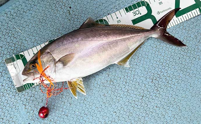 三角沖タイラバ釣行でマダイ5尾をキャッチ【熊本】ゲストのネリゴも連打