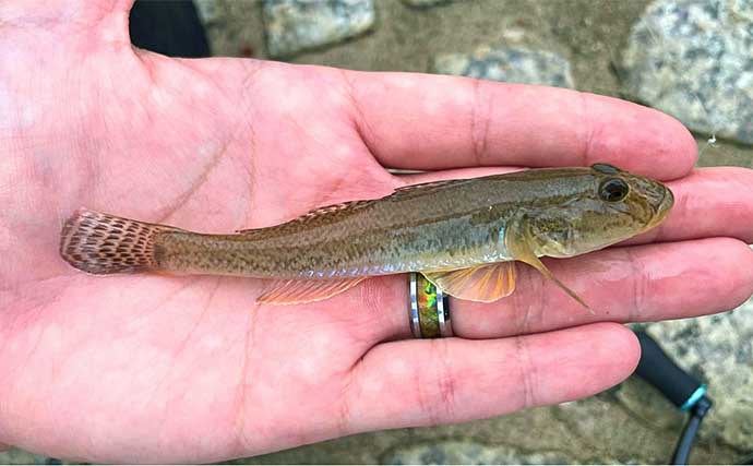 河口域でのちょい投げ釣りでハゼ60匹オーバー【新潟・関川】入れ食いを堪能