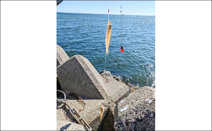 吉田海岸での投げキス釣りで20cm級を筆頭に30匹【三重】良型率高く満足