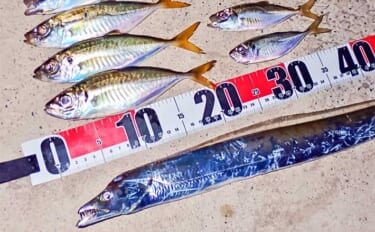 霞ヶ浦ふ頭でのアジングで20cm級頭にアジ連打【三重】サプライズゲストにタチウオ！