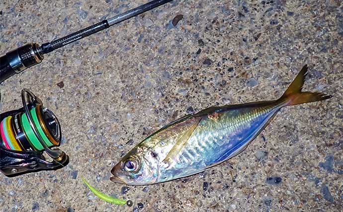 霞ヶ浦ふ頭でのアジングで20cm級頭にアジ連打【三重】サプライズゲストにタチウオ！