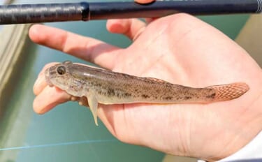 手軽に楽しむ秋のハゼ釣り【三重・赤須賀漁港】ミャク釣りでハゼ10匹キャッチ