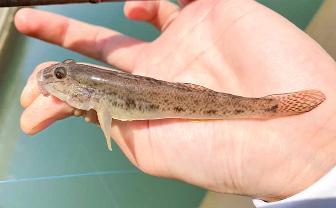 手軽に楽しむ秋のハゼ釣り【三重・赤須賀漁港】ミャク釣りでハゼ10匹キャッチ