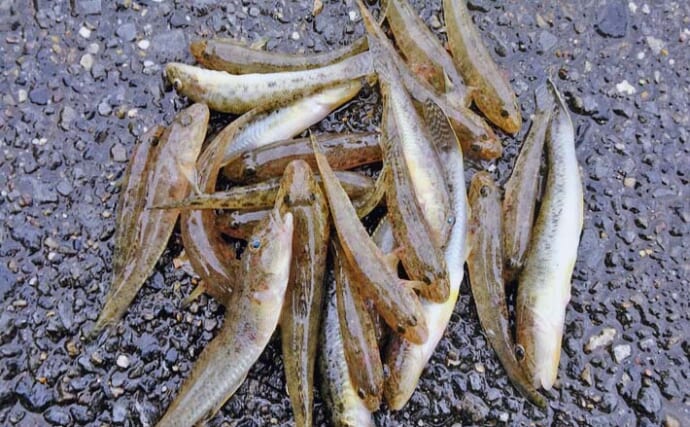 霞ヶ浦緑地公園のハゼ釣りで12cm頭に24匹キャッチ【三重】下げ潮でも好反応