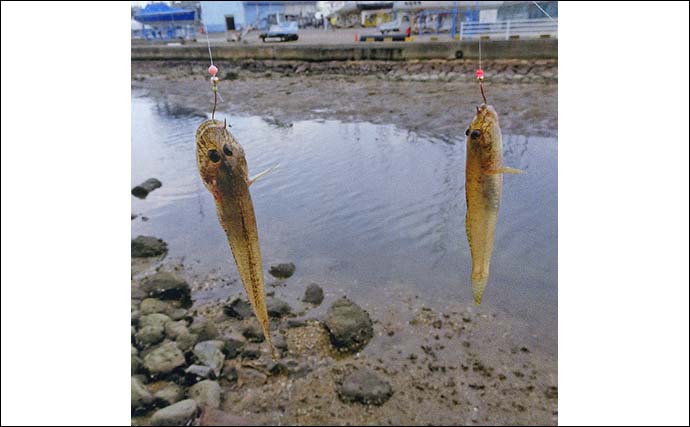 霞ヶ浦緑地公園のハゼ釣りで12cm頭に24匹キャッチ【三重】下げ潮でも好反応