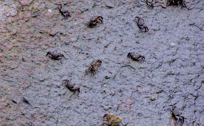 霞ヶ浦緑地公園のハゼ釣りで12cm頭に24匹キャッチ【三重】下げ潮でも好反応