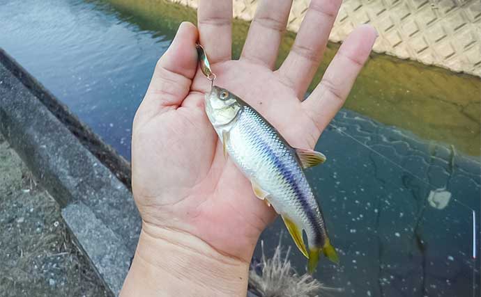 用水路でのルアー釣りでカワムツ連発【三重・いなべ】スピナーとスプーンに好反応