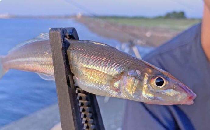 堤防ちょい投げ釣りで25cm大型キス登場【三重・磯津海岸】50mの距離でヒット