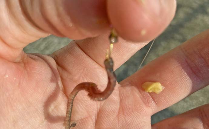 堤防ちょい投げ釣りで25cm大型キス登場【三重・磯津海岸】50mの距離でヒット