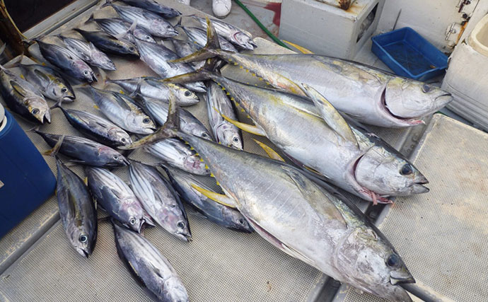 「小魚を食べるために大型魚が集まる」は間違い？　集魚効果抜群の浮魚礁『パヤオ』の謎