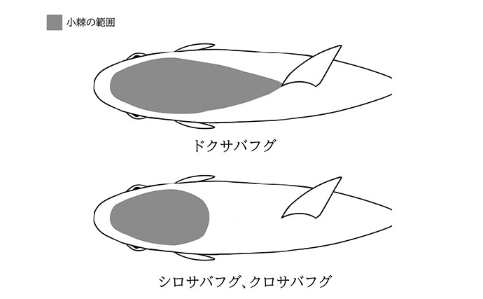 食べられるサバフグとドクサバフグの見分け方　背中の小さな棘の範囲が決め手？