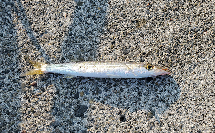 直江津港第三東防波堤でのエギング釣行で本命アオリ手中【新潟】サビキではカマス連打