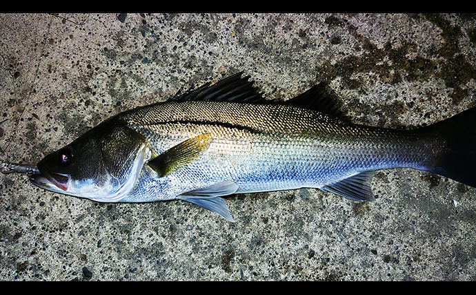 夏の河川での陸っぱりシーバス釣り攻略法　捕食するレンジと流れの有無を意識しよう