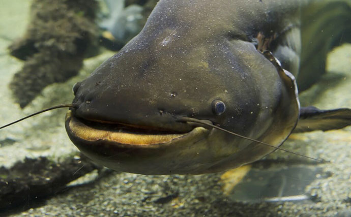 ナマズが「地震を起こす」魚から「予知する」魚へと変わったいった理由