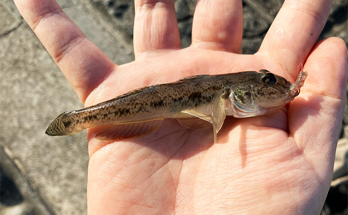 「手軽だけど贅沢アウトドア体験！」釣魚をその場で食べる『ハゼ釣りデイキャンプ』のススメ