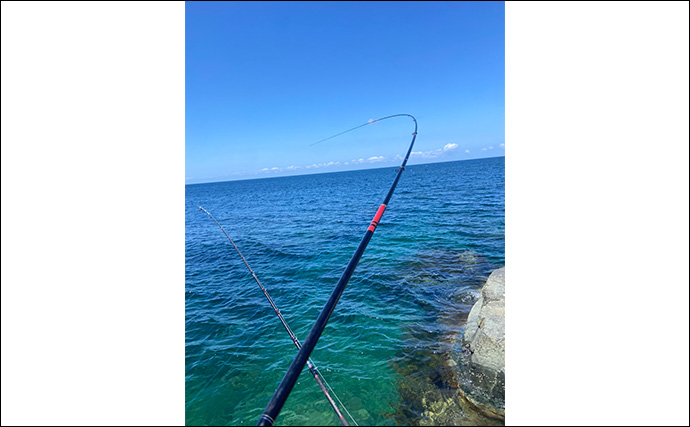 夏の磯フカセ釣りでグレにチヌ連打【山口】激浅ポイントでスリリングなやり取りを満喫