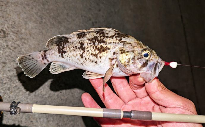 北海道旅行の合間に堤防ライトルアー釣行を満喫　クロソイやガヤなど「ツ抜け」を達成