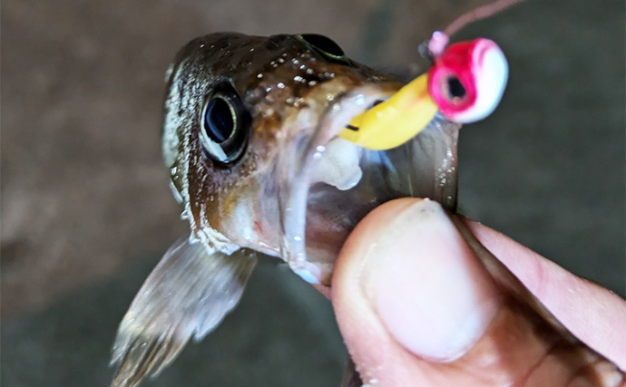 北海道旅行の合間に堤防ライトルアー釣行を満喫　クロソイやガヤなど「ツ抜け」を達成