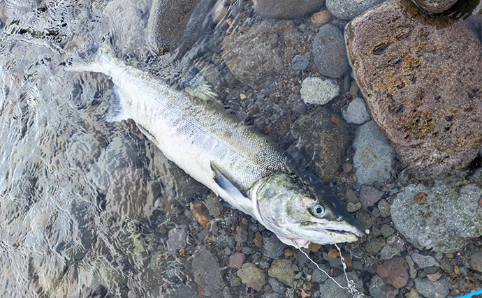 北海道旅行の合間に堤防ライトルアー釣行を満喫　クロソイやガヤなど「ツ抜け」を達成