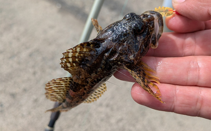 北海道旅行の合間に堤防ライトルアー釣行を満喫　クロソイやガヤなど「ツ抜け」を達成