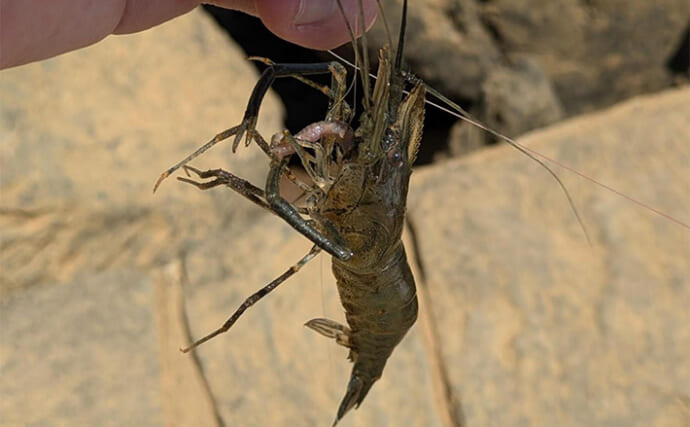 手軽に楽しめるテナガエビ釣り【宮城・北上川水系】本命に加えてハゼとセイゴもキャッチ