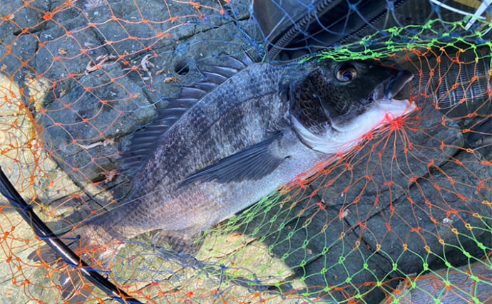 夏の磯フカセ釣りでグレにチヌ連打【山口】激浅ポイントでスリリングなやり取りを満喫