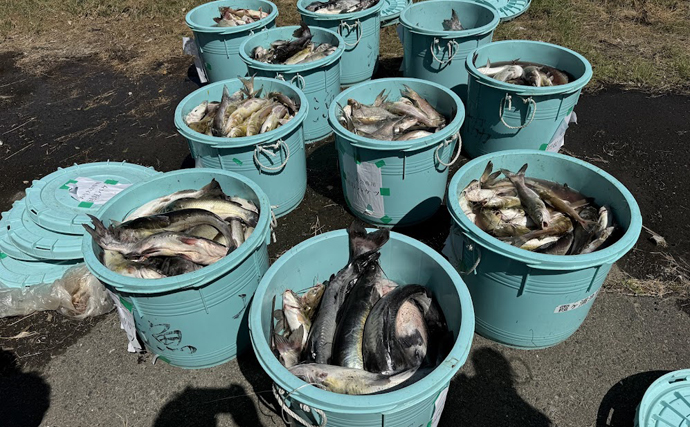 霞ヶ浦の「アメリカナマズ釣り大会」で約1,000匹が漁獲される　気になる利用法は？