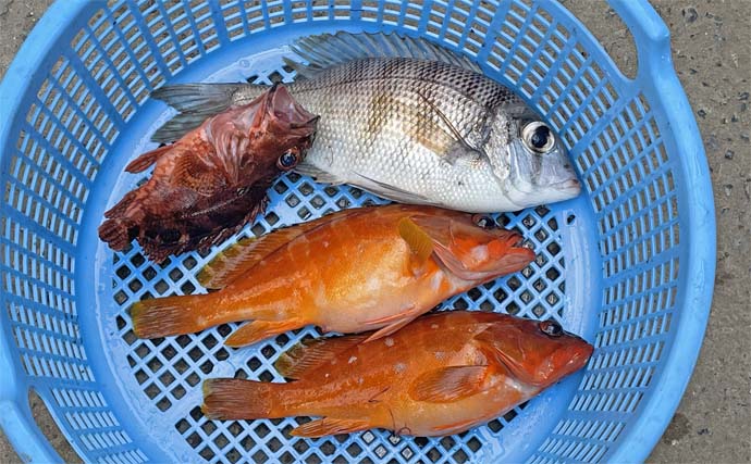 国境の島「対馬」沖のボート釣行でマダイにアコウにアカハタなど多彩釣果【長崎】