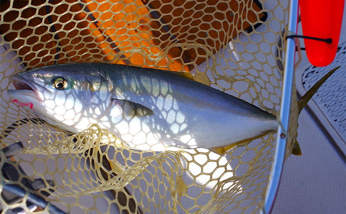 明石沖でのマイボート釣りで61cmメジロにマダイ手中【兵庫】チョクリ仕掛けにヒット