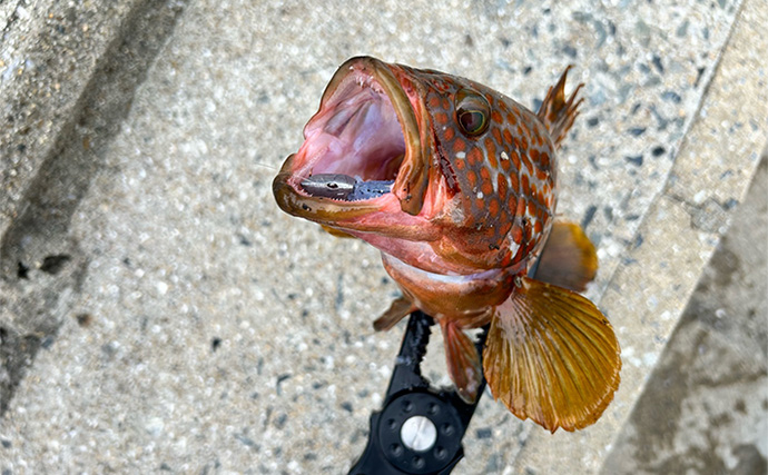 激流ポイントで海釣りをする時のコツを解説　「潮止まり」を狙い撃つべし？