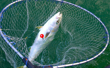 食欲と釣り欲を満たす秋のボート釣り【兵庫・播磨灘北部】初秋の代表的ター…