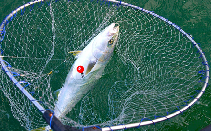 食欲と釣り欲を満たす秋のボート釣り【兵庫・播磨灘北部】初秋の代表的ターゲットを紹介