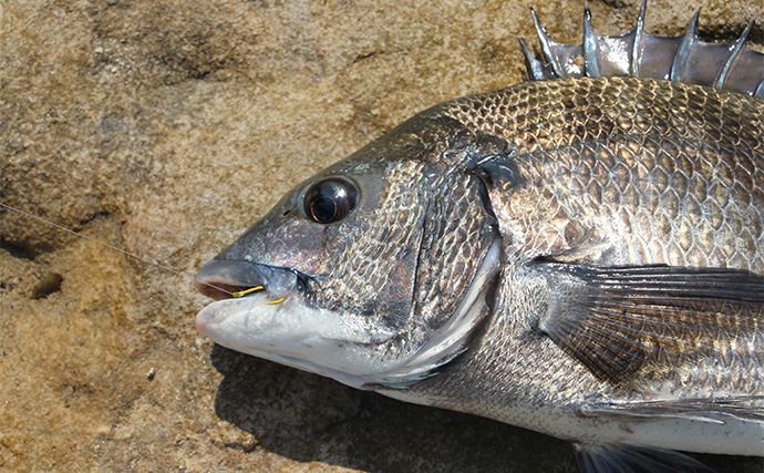 磯フカセ釣りで45cm秋チヌを手中【長崎】深ダナ狙いに特化したイエロー針が的中！