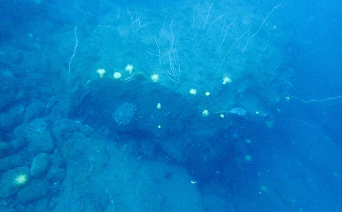 光るイソギンチャク『オオカワリギンチャク』　水族館の飼育担当者に生態を聞いてみた