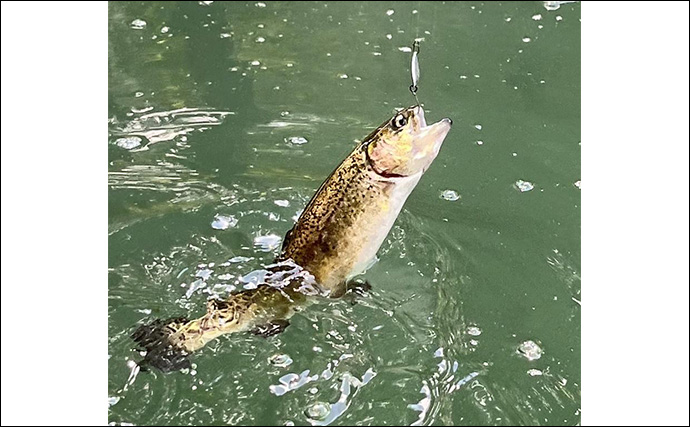 醒ヶ井養鱒場でのルアー釣行でマス30匹キャッチ【滋賀】高水温に苦戦か