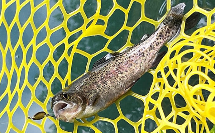 醒ヶ井養鱒場でのルアー釣行でマス30匹キャッチ【滋賀】高水温に苦戦か