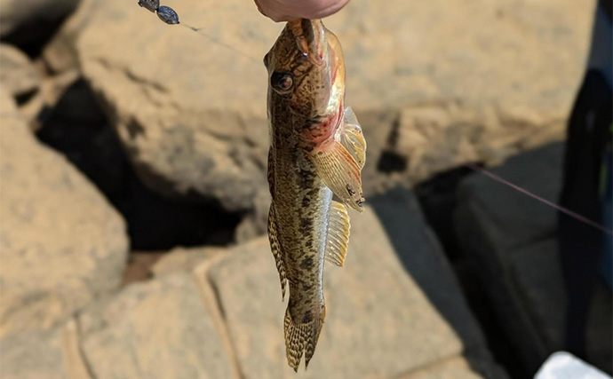 手軽に楽しめるテナガエビ釣り【宮城・北上川水系】本命に加えてハゼとセイゴもキャッチ