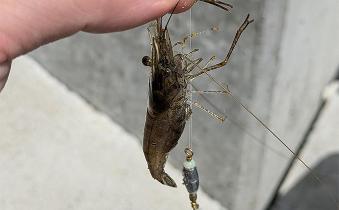 手軽に楽しめるテナガエビ釣り【宮城・北上川水系】本命に加えてハゼとセイゴもキャッチ