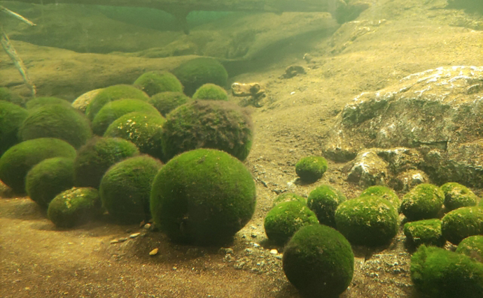 阿寒湖の「マリモ」が絶滅の危機　理由は湖底が転がりづらくなってきたから？