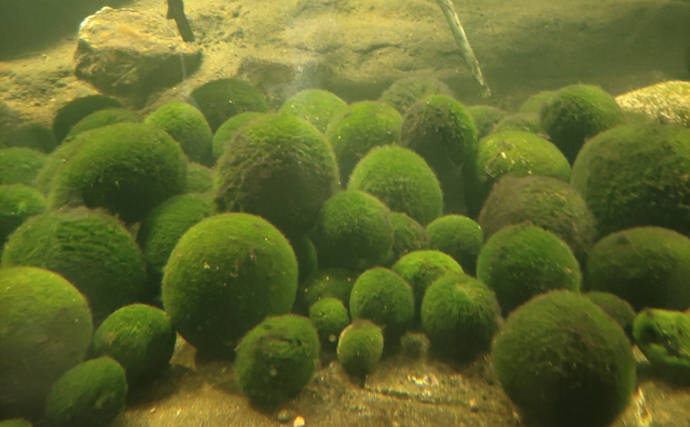 阿寒湖の「マリモ」が絶滅の危機　理由は湖底が転がりづらくなってきたから？