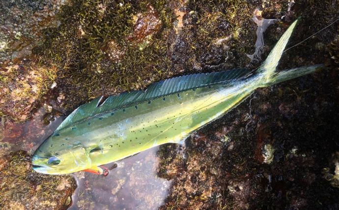 福井で未利用魚だった「シイラ」が突然主要漁獲物になった理由　海外では人気高級魚