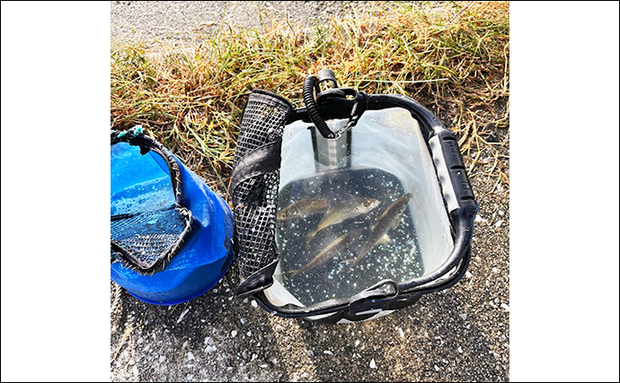 垂水漁港でのアジング釣行で豆アジ連発【兵庫】サイズ小さく軽量リグで攻略