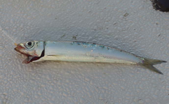 東海・北陸地方のタテ釣り（落とし込み）入門 【エリア・シーズン・釣れる魚・タックル・釣り方を解説】